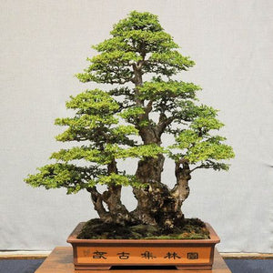 Growing on You: The blog about Bonsai, Gardens, Birds and Nature