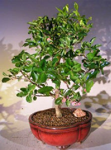 Barbados Cherry Bonsai ( Malpighia Glabra)- Out of Stock