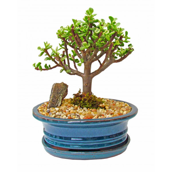 Mini Jade Bonsai Variegated Large