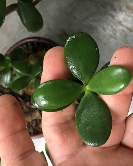 Mini Jade Bonsai Variegated Large