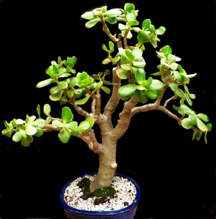 Mini Jade Bonsai Variegated Large