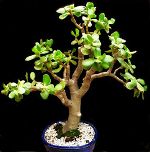 Mini Jade Bonsai Variegated Large