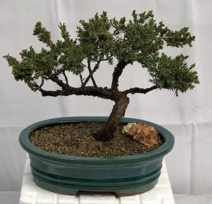 Juniper Bonsai Tree - Trained (juniper procumbens nana)