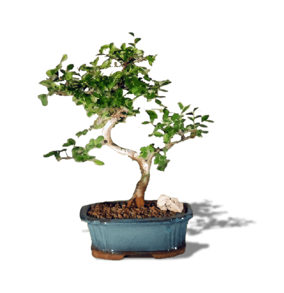 Want a weekend project!? Make your own Bonsai Zen garden with supplies from  Rooted! Transform a miniature umbrella tree into your own scu