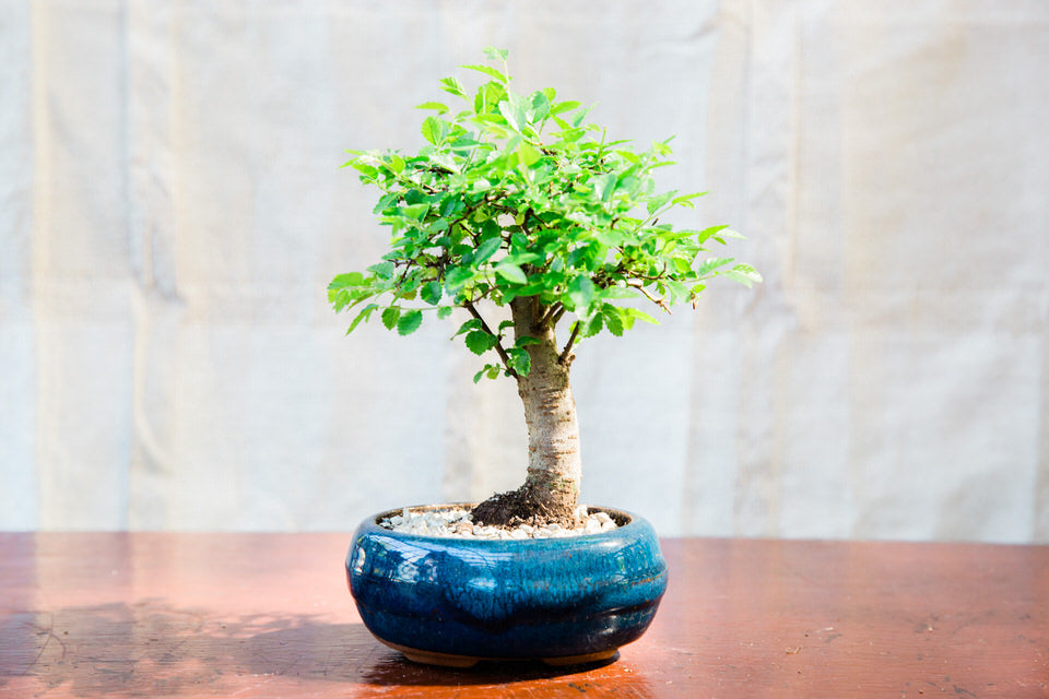 Straight Trunked Chinese Elms -Medium- OUT OF STOCK